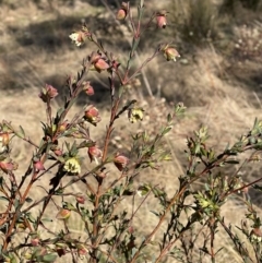 Pimelea linifolia subsp. linifolia at Environa, NSW - 24 Aug 2022