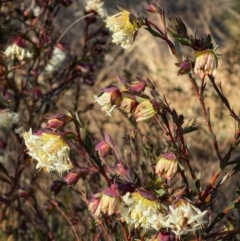 Pimelea linifolia subsp. linifolia at Environa, NSW - suppressed