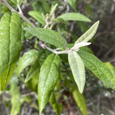 Olearia lirata (Snowy Daisybush) at Googong, NSW - 30 Aug 2022 by Wandiyali