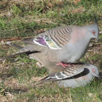 Ocyphaps lophotes (Crested Pigeon) at Conder, ACT - 28 Jul 2022 by MichaelBedingfield