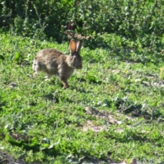 Oryctolagus cuniculus (European Rabbit) at Euston, NSW - 28 Aug 2022 by Christine