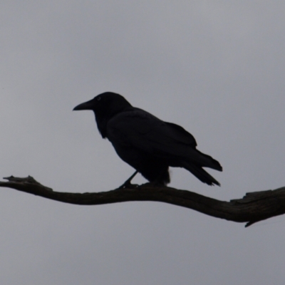 Corvus coronoides (Australian Raven) at Forde, ACT - 28 Aug 2022 by MatthewFrawley