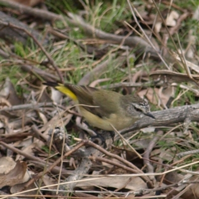 Acanthiza chrysorrhoa (Yellow-rumped Thornbill) at Throsby, ACT - 28 Aug 2022 by MatthewFrawley