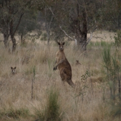 Macropus giganteus (Eastern Grey Kangaroo) at Mulligans Flat - 28 Aug 2022 by MatthewFrawley