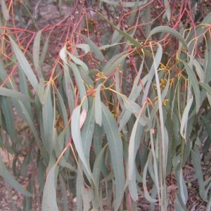 Eucalyptus mannifera at Mulligans Flat - 28 Aug 2022