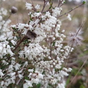 Cryptandra amara at Forde, ACT - 28 Aug 2022