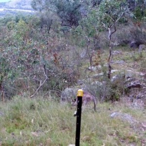 Macropus giganteus at Kambah, ACT - 29 Mar 2022 09:19 AM