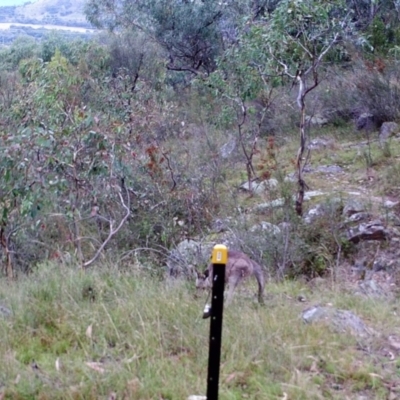 Macropus giganteus (Eastern Grey Kangaroo) at Mount Taylor - 28 Mar 2022 by MountTaylorParkcareGroup