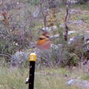 Heteronympha merope at Kambah, ACT - 29 Mar 2022