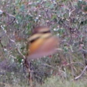 Heteronympha merope at Kambah, ACT - 29 Mar 2022