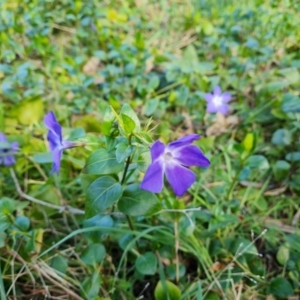 Vinca major at Jerrabomberra, ACT - 30 Aug 2022