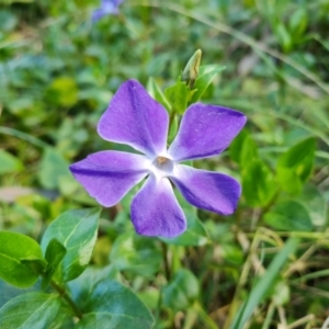 Vinca major at Jerrabomberra, ACT - 30 Aug 2022 12:44 PM