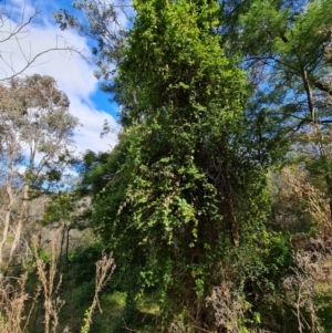 Lonicera japonica at Jerrabomberra, ACT - 30 Aug 2022 12:48 PM