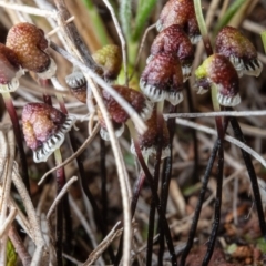 Asterella drummondii (A thallose liverwort) at Mount Majura - 30 Aug 2022 by Boagshoags