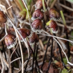 Asterella drummondii at Hackett, ACT - 30 Aug 2022