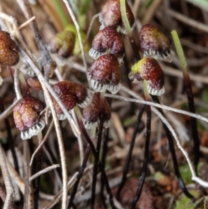 Asterella drummondii at Hackett, ACT - 30 Aug 2022