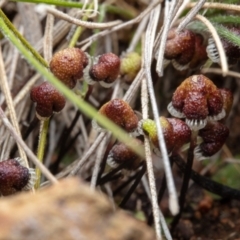 Asterella drummondii at Hackett, ACT - 30 Aug 2022