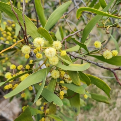 Acacia melanoxylon (Blackwood) at Jerrabomberra, ACT - 30 Aug 2022 by Mike