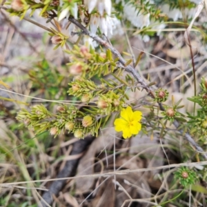 Hibbertia calycina at Jerrabomberra, ACT - 30 Aug 2022