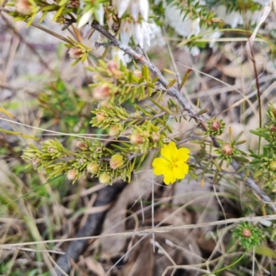 Hibbertia calycina (Lesser Guinea-flower) at Wanniassa Hill - 30 Aug 2022 by Mike