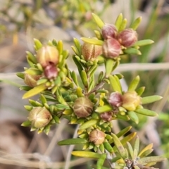 Hibbertia calycina at Jerrabomberra, ACT - 30 Aug 2022