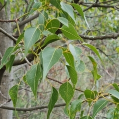 Brachychiton populneus subsp. populneus (Kurrajong) at Wanniassa Hill - 30 Aug 2022 by Mike