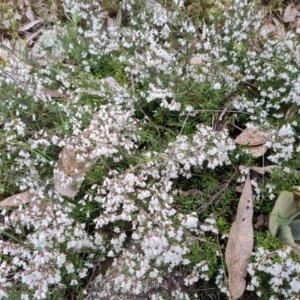 Cryptandra amara at Jerrabomberra, ACT - 30 Aug 2022