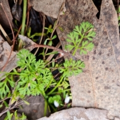 Daucus glochidiatus (Australian Carrot) at Jerrabomberra, ACT - 30 Aug 2022 by Mike