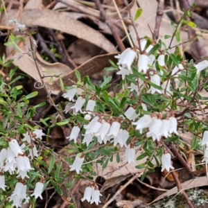 Cryptandra amara at Jerrabomberra, ACT - 30 Aug 2022 02:04 PM