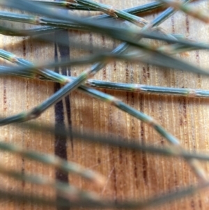 Allocasuarina littoralis at Watson, ACT - 30 Aug 2022