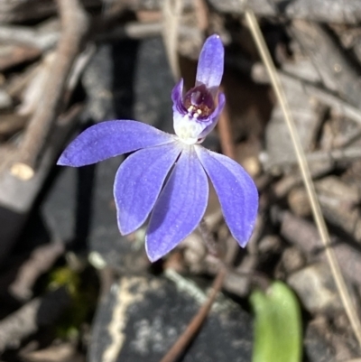 Cyanicula caerulea (Blue Fingers, Blue Fairies) at Mount Jerrabomberra QP - 30 Aug 2022 by Steve_Bok