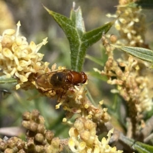 Lauxaniidae (family) at Jerrabomberra, NSW - 30 Aug 2022 12:56 PM