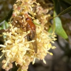 Lauxaniidae (family) at Jerrabomberra, NSW - 30 Aug 2022 12:56 PM