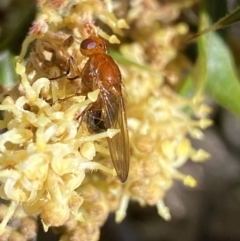 Lauxaniidae (family) at Jerrabomberra, NSW - 30 Aug 2022 12:56 PM