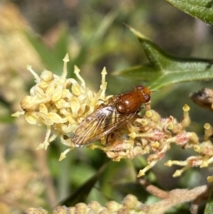 Lauxaniidae (family) at Jerrabomberra, NSW - 30 Aug 2022 12:56 PM