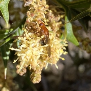 Lauxaniidae (family) at Jerrabomberra, NSW - 30 Aug 2022 12:56 PM