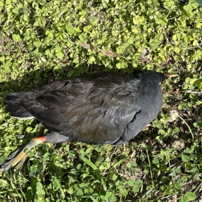 Gallinula tenebrosa (Dusky Moorhen) at Ainslie, ACT - 30 Aug 2022 by cmobbs