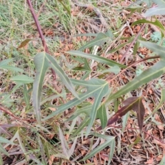 Brachychiton populneus subsp. populneus at Jerrabomberra, ACT - 30 Aug 2022