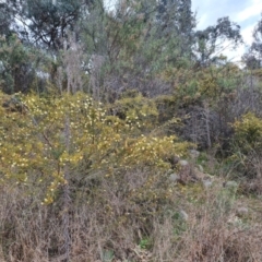 Acacia ulicifolia (Prickly Moses) at Wanniassa Hill - 30 Aug 2022 by Mike