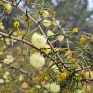 Acacia ulicifolia at Jerrabomberra, ACT - 30 Aug 2022