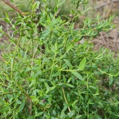 Einadia nutans (Climbing Saltbush) at Jerrabomberra, ACT - 30 Aug 2022 by Mike