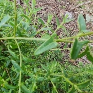 Einadia nutans at Jerrabomberra, ACT - 30 Aug 2022 02:40 PM