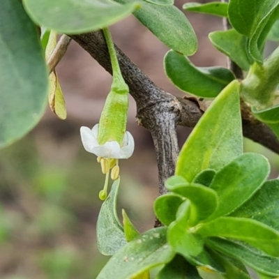 Lycium ferocissimum (African Boxthorn) at Wanniassa Hill - 30 Aug 2022 by Mike