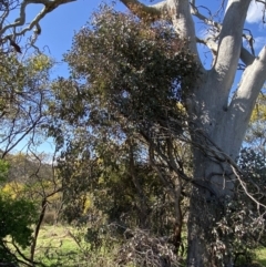 Eucalyptus polyanthemos at Jerrabomberra, NSW - 30 Aug 2022