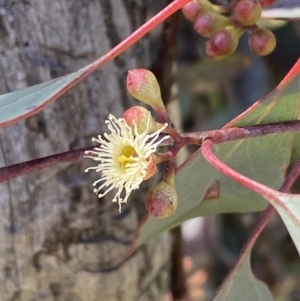 Eucalyptus polyanthemos at Jerrabomberra, NSW - 30 Aug 2022