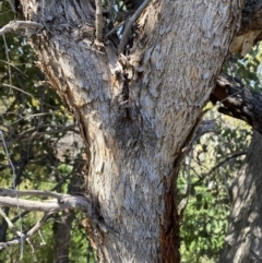 Eucalyptus polyanthemos at Jerrabomberra, NSW - 30 Aug 2022