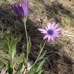 Dimorphotheca ecklonis at Jerrabomberra, NSW - 30 Aug 2022 10:33 AM