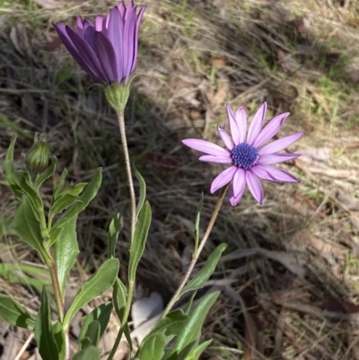 Dimorphotheca ecklonis (African Daisy) at Jerrabomberra, NSW - 30 Aug 2022 by Steve_Bok