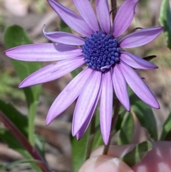 Dimorphotheca ecklonis at Jerrabomberra, NSW - 30 Aug 2022 10:33 AM