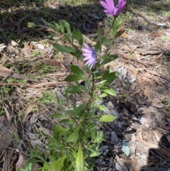 Dimorphotheca ecklonis at Jerrabomberra, NSW - 30 Aug 2022